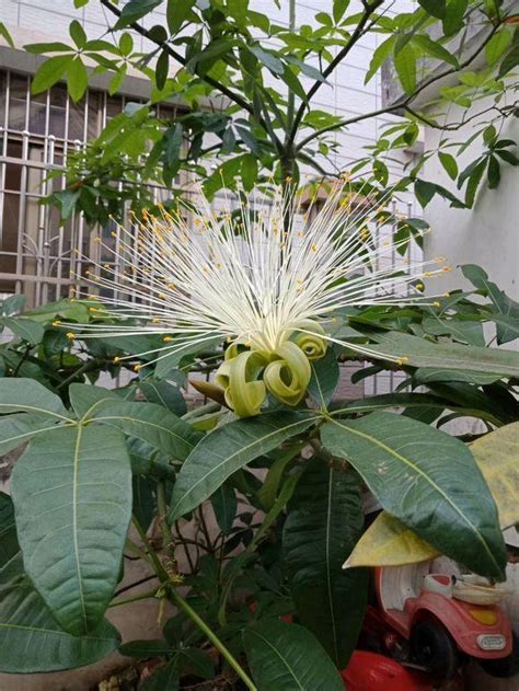 發財樹 開花|發財樹也能開花，全靠這秘訣